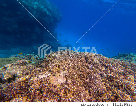 Underwater life of reef with corals and tropical fish. Coral Reef at the Red Sea, Egypt. 111139855