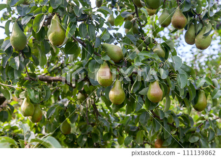 Shiny delicious pears hanging from a tree branch in the orchard.. Shiny delicious pears hanging from a tree branch in the orchard.. 111139862