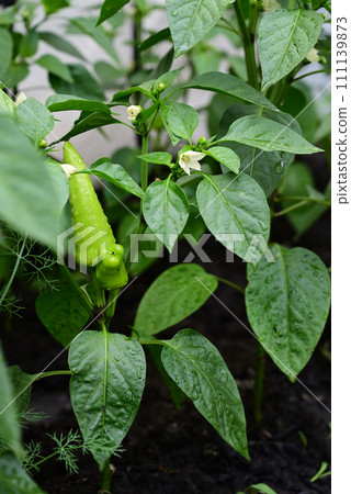 green pepper growing in the garden 111139873