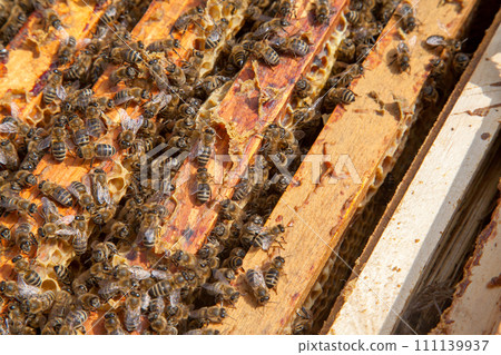 Open hive showing the bees swarming on a honeycomb.. 111139937