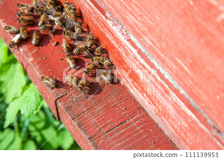 Swarming bees at the entrance of old beehive in apiary.. 111139953
