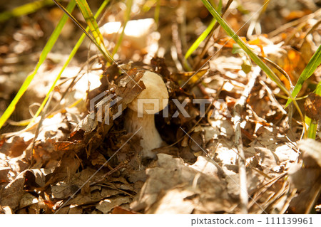 Single Boletus mushroom in the wild. Porcini mushroom grows on the forest floor at autumn season.. Single Boletus mushroom in the wild. Porcini mushroom grows on the forest floor at autumn season.. 111139961