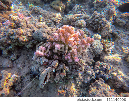 Underwater life of reef with close up view of corals and tropical fish. Coral Reef at the Red Sea, Egypt. Underwater life of reef with close up view of corals and tropical fish. Coral Reef at the Red Sea, Egypt. 111140008