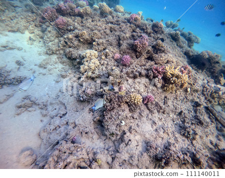 Underwater life of reef with corals and tropical fish. Coral Reef at the Red Sea, Egypt. 111140011