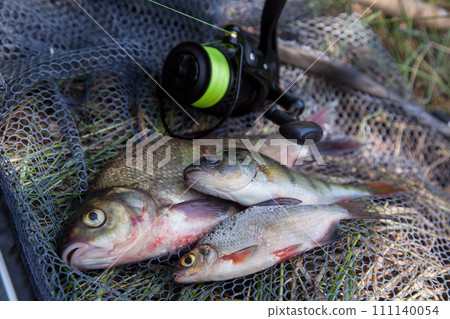 Assort kinds of fish - freshwater common bream, common perch or European perch, white bream or silver bream and fishing rod with reel on black fishing net.. Assort kinds of fish - freshwater common bream, common perch or European perch, white bream or silver bream and fishing rod with reel on black fishing net.. 111140054