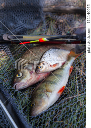 Assort kinds of fish -  freshwater common bream, common perch or European perch, white bream or silver bream with float rod on black fishing net.. 111140055