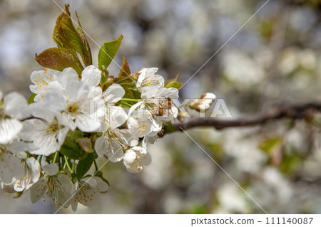 Close up view of working honeybee on white flower of sweet cherry tree. Collecting pollen and nectar to make sweet honey. Close up view of working honeybee on white flower of sweet cherry tree. Collecting pollen and nectar to make sweet honey. 111140087