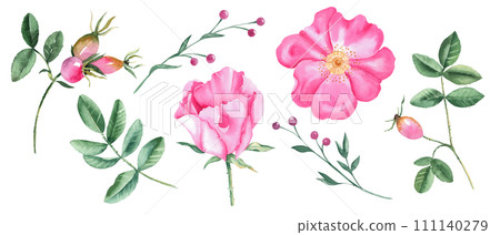 Watercolor set of dog rose flowers, leaves and green branches with pink berries isolated on white background. Botanical hand drawn illustration. 111140279