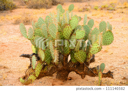 Prickly Pear Cactus Sonora Desert Arizona 111140382
