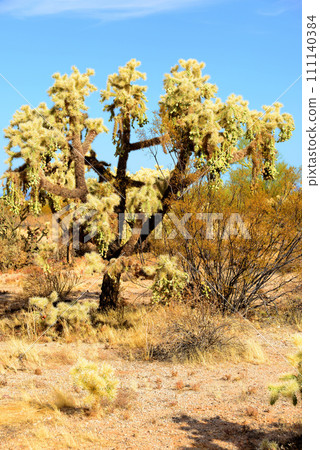 Cholla cactus, Sonora Desert, Mid Spring 111140384