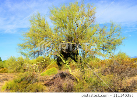 Palo Verde Tree, Sonora Desert, Mid Summer Palo Verde Tree, Sonora Desert, Mid Summer 111140385