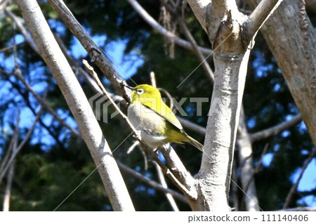Mejiro棲息在樹枝上 111140406