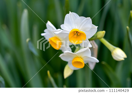 Daffodil flowers Daffodil flowers 111140429