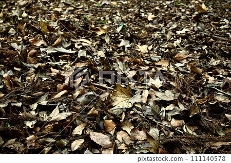 Fallen leaves Fallen leaves 111140578