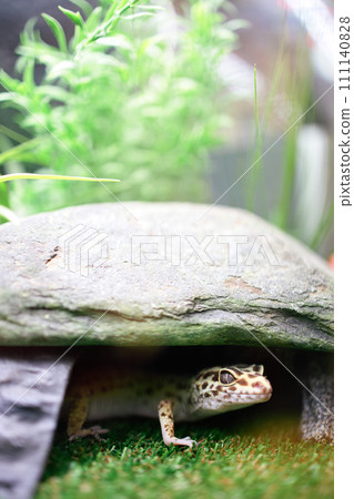 萊奧帕的日常生活 萊奧帕 111140828