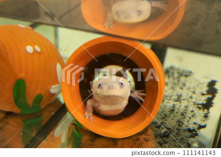 Axolotl peeking out from its hiding place Axolotl peeking out from its hiding place 111141143