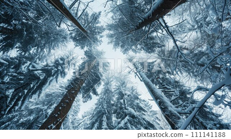 Nature's Winter Blanket: Snow-Covered Trees in a Tranquil Forest Scene 111141188