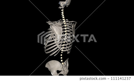 The ligamenta flava are a series of ligaments that connect the ventral parts of the laminae of adjacent vertebrae 111141237