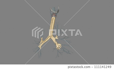 The trachea is a tube-like structure in the neck and upper chest 111141249