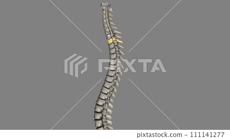 Twelve vertebrae are located in the thoracic spine and are numbered T-1 to T-12 Twelve vertebrae are located in the thoracic spine and are numbered T-1 to T-12 111141277