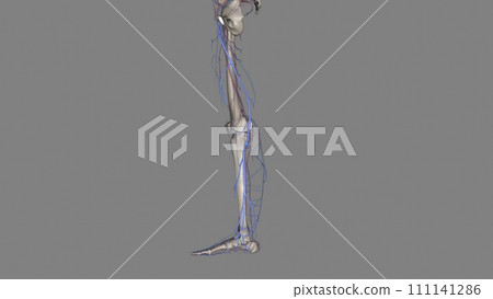 great saphenous vein and small saphenous vein are superficial veins in your legs 111141286