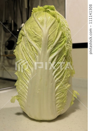 big Chinese cabbage on the kitchen 111141308