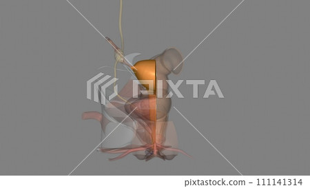 The vagina connects with the uterus, or womb, at the cervix The vagina connects with the uterus, or womb, at the cervix 111141314