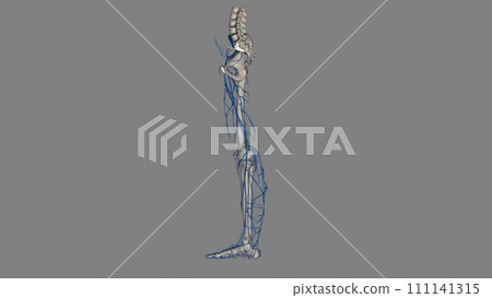 The veins of the lower limb drain deoxygenated blood and return it to the heart The veins of the lower limb drain deoxygenated blood and return it to the heart 111141315