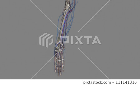 The radial veins originate in the dorsum of the hand from the lateral part of the deep palmar venous arch The radial veins originate in the dorsum of the hand from the lateral part of the deep palmar venous arch 111141316