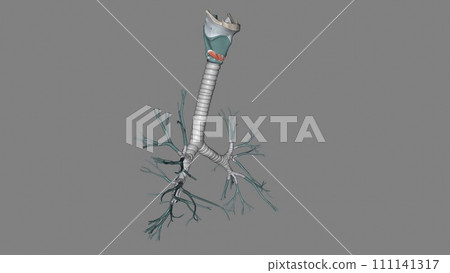The trachea is the long tube that connects your larynx (voice box) to your bronchi The trachea is the long tube that connects your larynx (voice box) to your bronchi 111141317