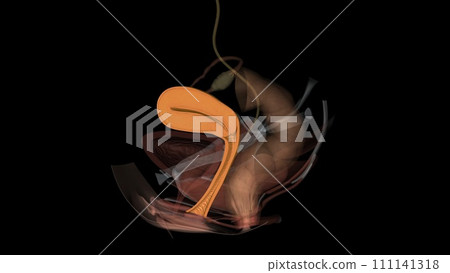 The vagina connects with the uterus, or womb, at the cervix The vagina connects with the uterus, or womb, at the cervix 111141318