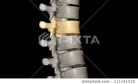 Twelve vertebrae are located in the thoracic spine and are numbered T-1 to T-12 T6 Twelve vertebrae are located in the thoracic spine and are numbered T-1 to T-12 T6 111141319