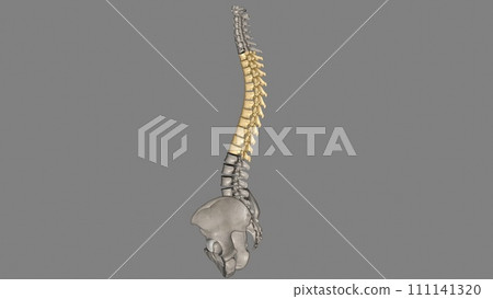 In vertebrates, thoracic vertebrae compose the middle segment of the vertebral column, In vertebrates, thoracic vertebrae compose the middle segment of the vertebral column, 111141320