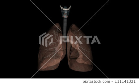The respiratory system is the network of organs and tissues that help you breathe The respiratory system is the network of organs and tissues that help you breathe 111141321