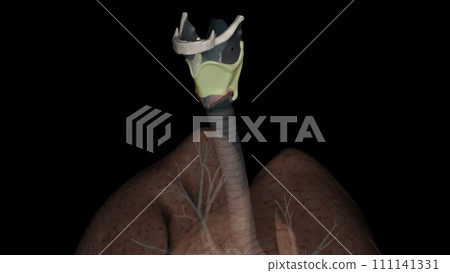 The thyrohyoid membrane (or hyothyroid membrane) is a broad, fibro-elastic sheet of the larynx 111141331