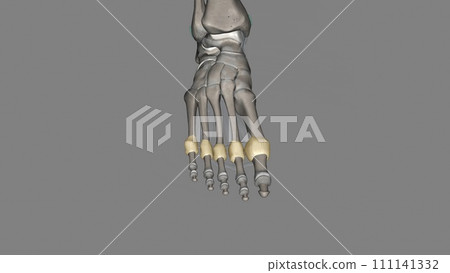 Metatarsophalangeal joint capsule 111141332