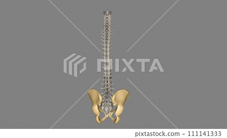 The hip is the area on each side of the pelvis 111141333
