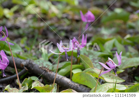 A cute pink flower that blooms in the spring field A cute pink flower that blooms in the spring field 111141509