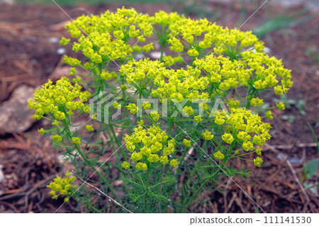 Euphorbia cyparissias. Poisonous perennial plant of the milkweed family. Occasionally used as a medicinal plant. Fragrant flowers, petals are yellowish with a purple tint. Euphorbia cyparissias. Poisonous perennial plant of the milkweed family. Occasionally used as a medicinal plant. Fragrant flowers, petals are yellowish with a purple tint. 111141530