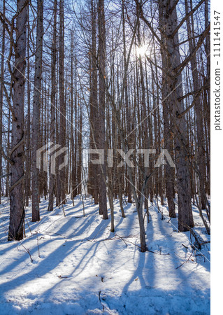 春季森林與雪和陽光 111141547