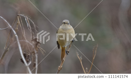 Yobitaki sticking to branches Yobitaki sticking to branches 111141574