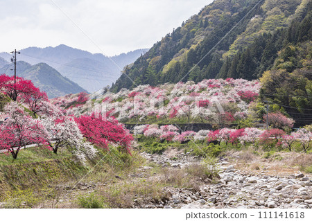 長野縣阿智村花桃之裡盛開的花桃 長野縣阿智村花桃之裡盛開的花桃 111141618