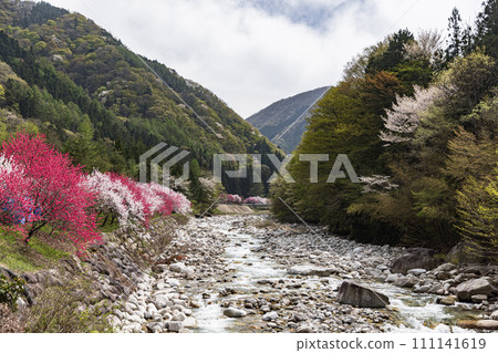 Flower peaches in full bloom in Hanamomo no Sato, Achi Village, Nagano Prefecture Flower peaches in full bloom in Hanamomo no Sato, Achi Village, Nagano Prefecture 111141619