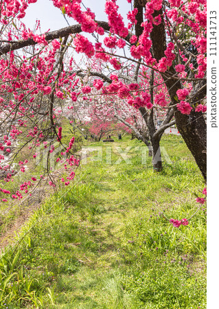 Flower peaches in full bloom in Hanamomo no Sato, Achi Village, Nagano Prefecture Flower peaches in full bloom in Hanamomo no Sato, Achi Village, Nagano Prefecture 111141713