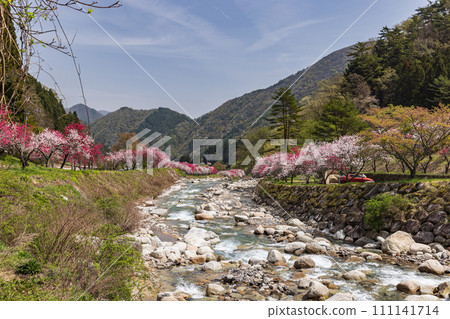 Flower peaches in full bloom in Hanamomo no Sato, Achi Village, Nagano Prefecture Flower peaches in full bloom in Hanamomo no Sato, Achi Village, Nagano Prefecture 111141714