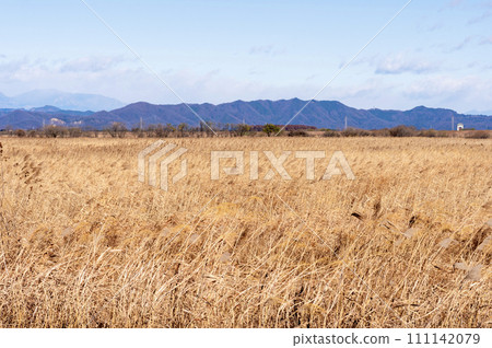 The vast reed beds of Watarase Reservoir 111142079