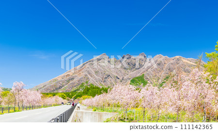 阿蘇山（阿蘇五山、貓岳）和明媚的春天隨風搖曳的美麗櫻花“阿蘇地區高森町”“坂道” 111142365