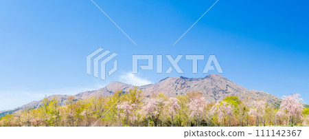 Mt. Aso (Aso Five Mountains, Mt. Nekodake) and beautiful cherry blossoms swaying in the wind in a bright spring ``Takamori Town, Aso District'' ``Sakramichi'' Mt. Aso (Aso Five Mountains, Mt. Nekodake) and beautiful cherry blossoms swaying in the wind in a bright spring ``Takamori Town, Aso District'' ``Sakramichi'' 111142367