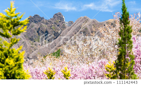 阿蘇區高森町櫻道,美麗的櫻花和森林在春風中搖曳,背景是阿蘇山的光芒 阿蘇區高森町櫻道,美麗的櫻花和森林在春風中搖曳,背景是阿蘇山的光芒 111142443