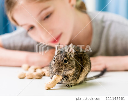 Young girl observe the degu squirrel eats nuts on white table Young girl observe the degu squirrel eats nuts on white table 111142661